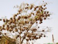 /album/photogallery/village-weaver-colony-makasutu-jpg/